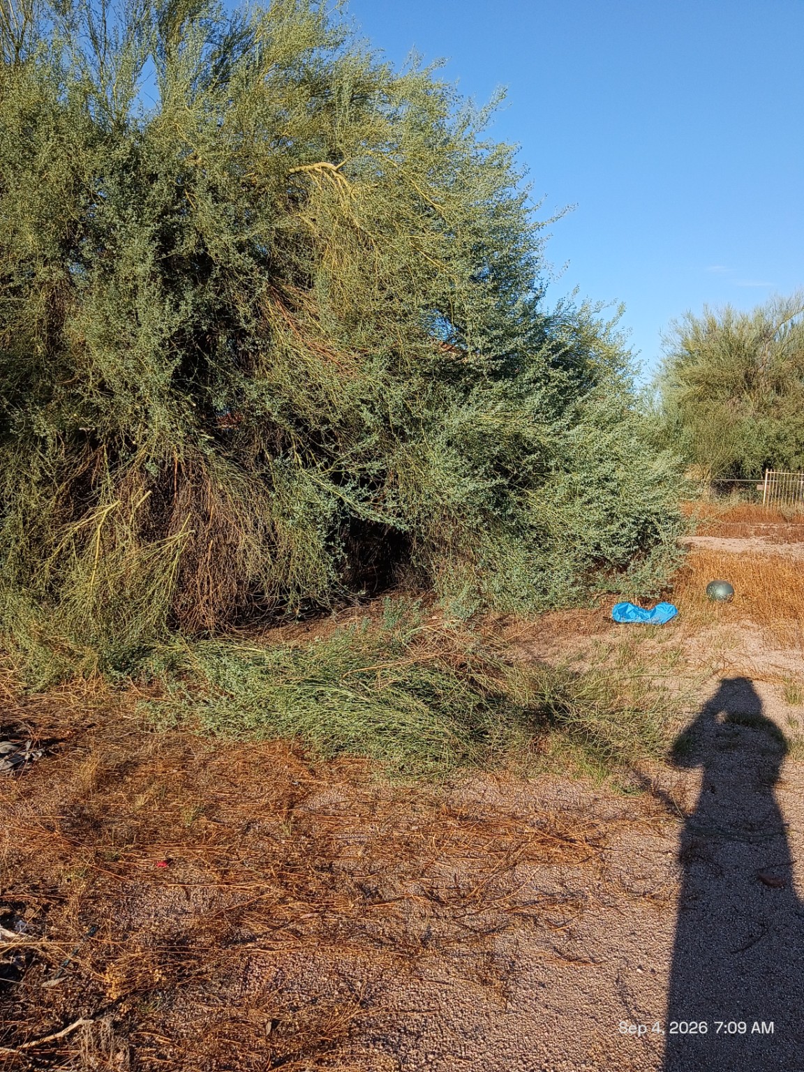 Tree with dense low growth and tangled branches before cleanup