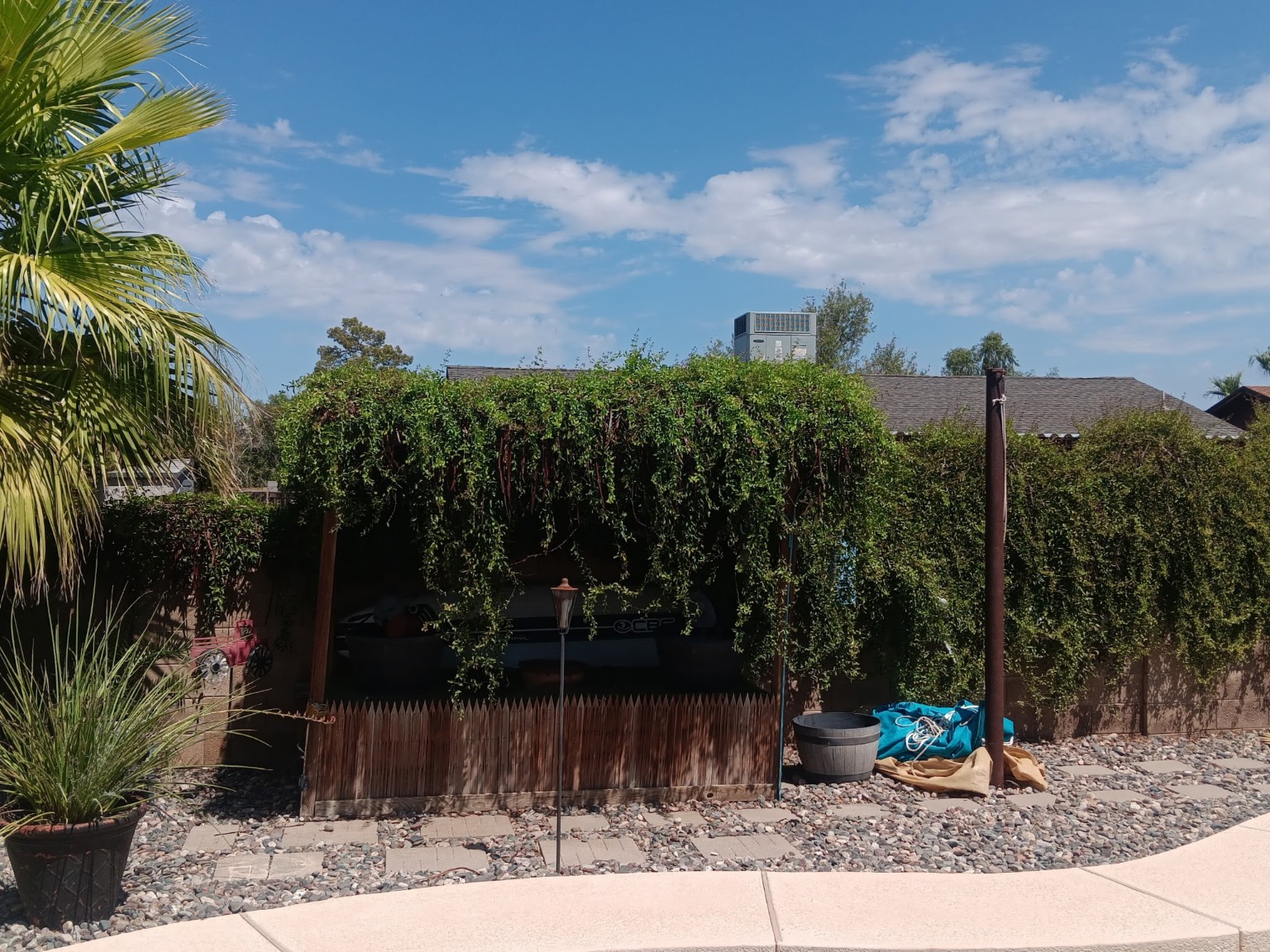 Backyard wall and shade structure covered by heavy vine overgrowth before cleanup